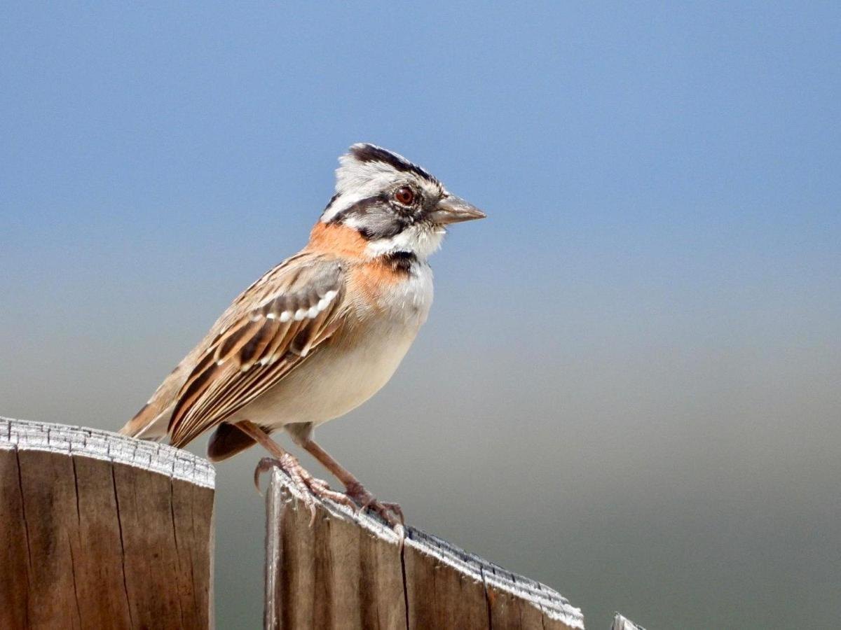 Een musachtige vogel op een houten paal