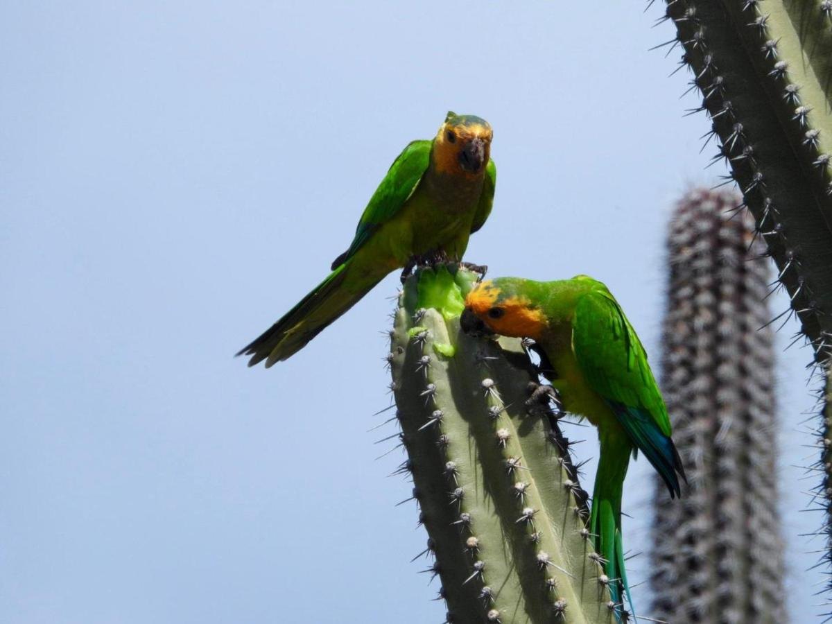 Twee groene parkieten op een cactus