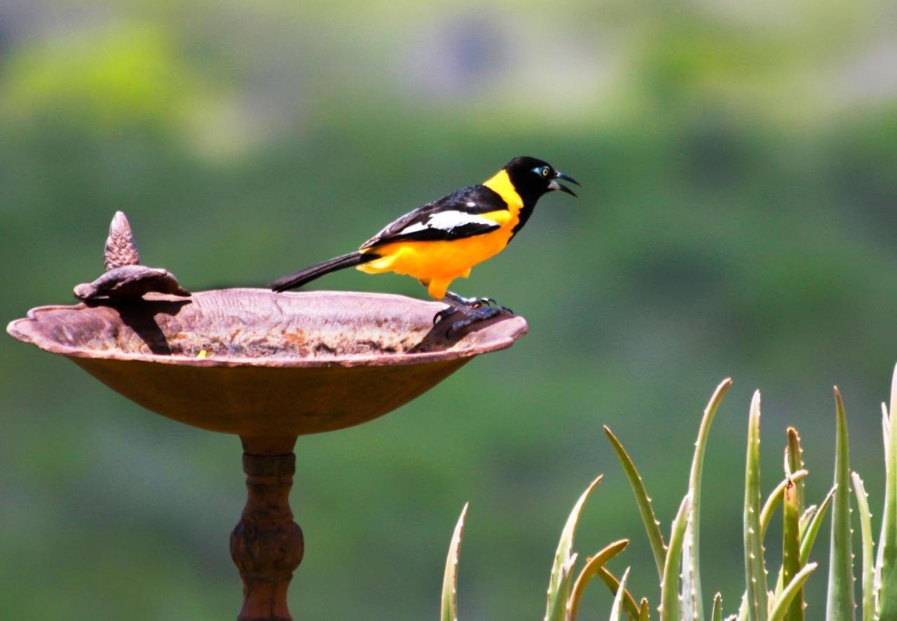 Trupial op de vogelbadschaal in de tuin