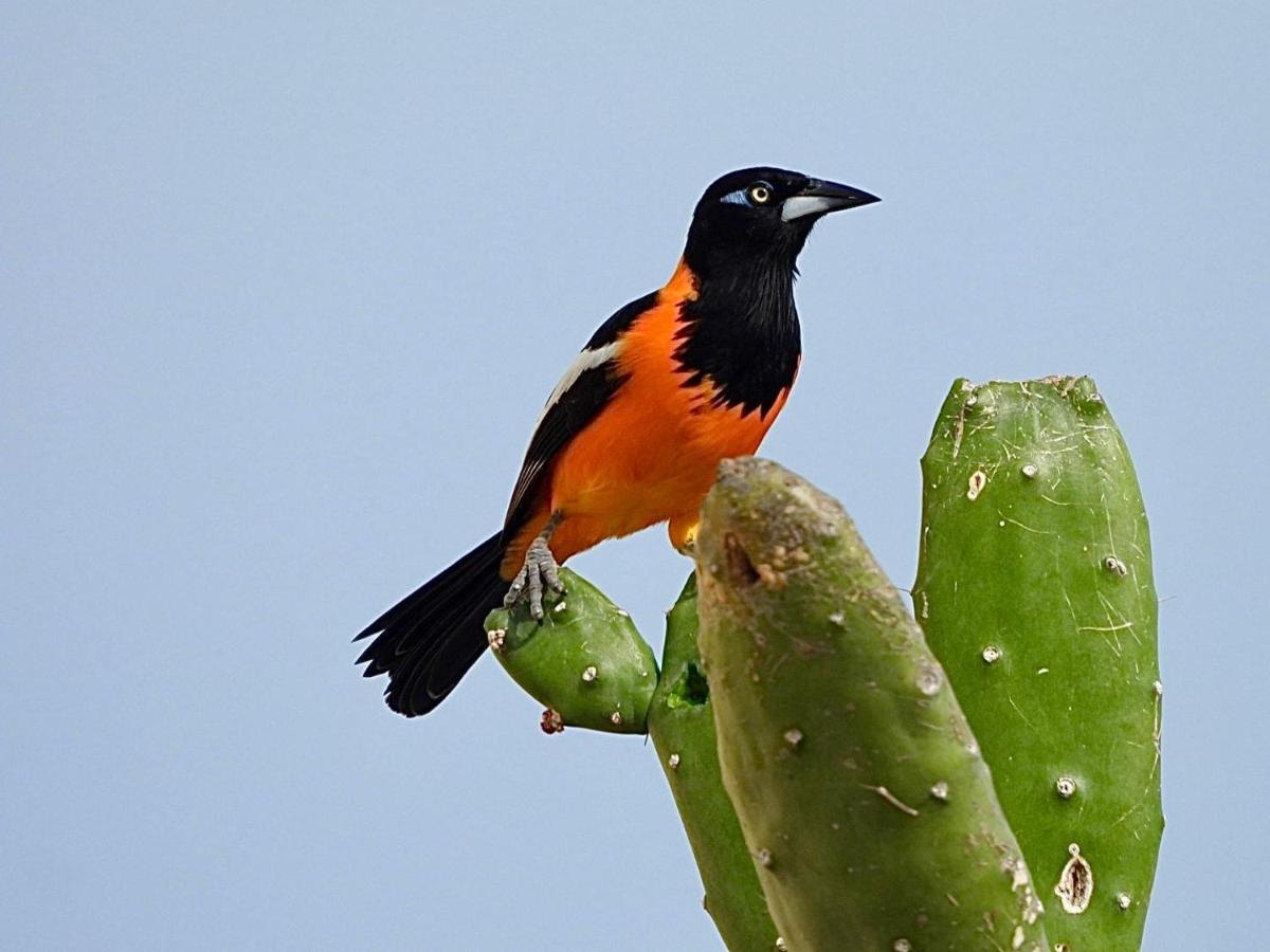 Trupial op een cactus