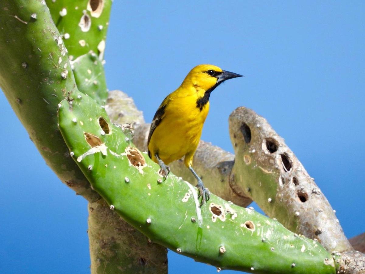 Gele vogel op een cactus